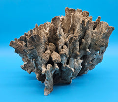 Natural cactus coral specimen - ocean inspired vintage décor