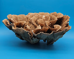 Natural vintage Poca Coral display specimen for coastal interiors