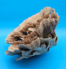 Large vintage Poca coral - natural coastal decor centerpiece