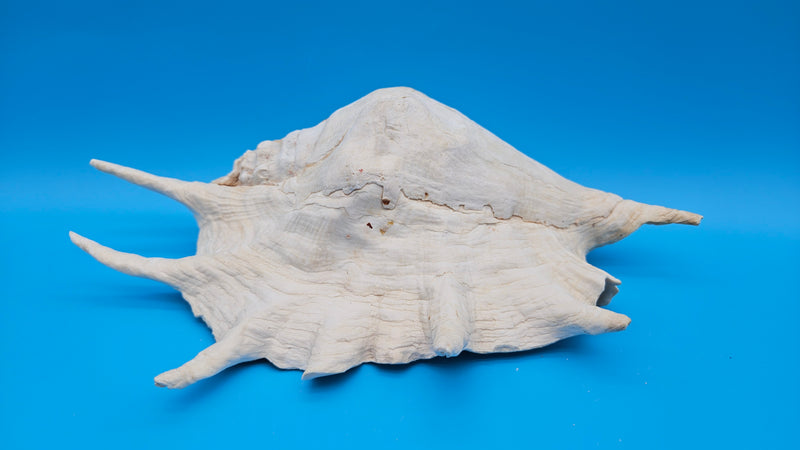Large white Lambis Truncata shell 12.75 inch sea form
