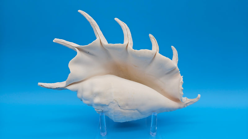 Large white Spider Conch shell 11 inch natural décor