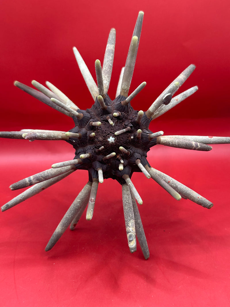 Large club urchin with spines for coastal decor