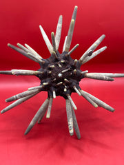Large club urchin with spines for coastal decor