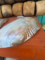 Large polished clam half 10–11