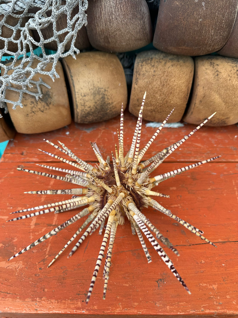 Large zebra-patterned sea urchin coastal decor piece