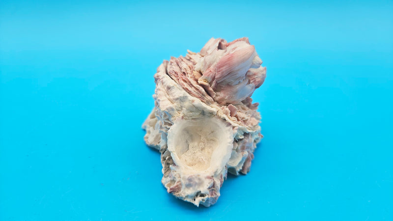 Gulf Chama Lazarus Leafy Jewel Box Clam Shell - 3.5