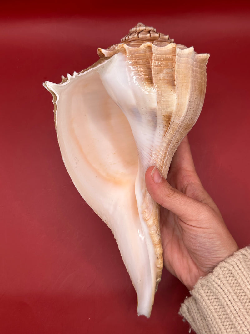 Lightning Whelk aperture shown in hand – natural shell display