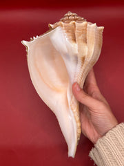 Lightning Whelk aperture shown in hand – natural shell display