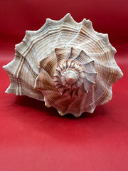 Large Lightning Whelk 10