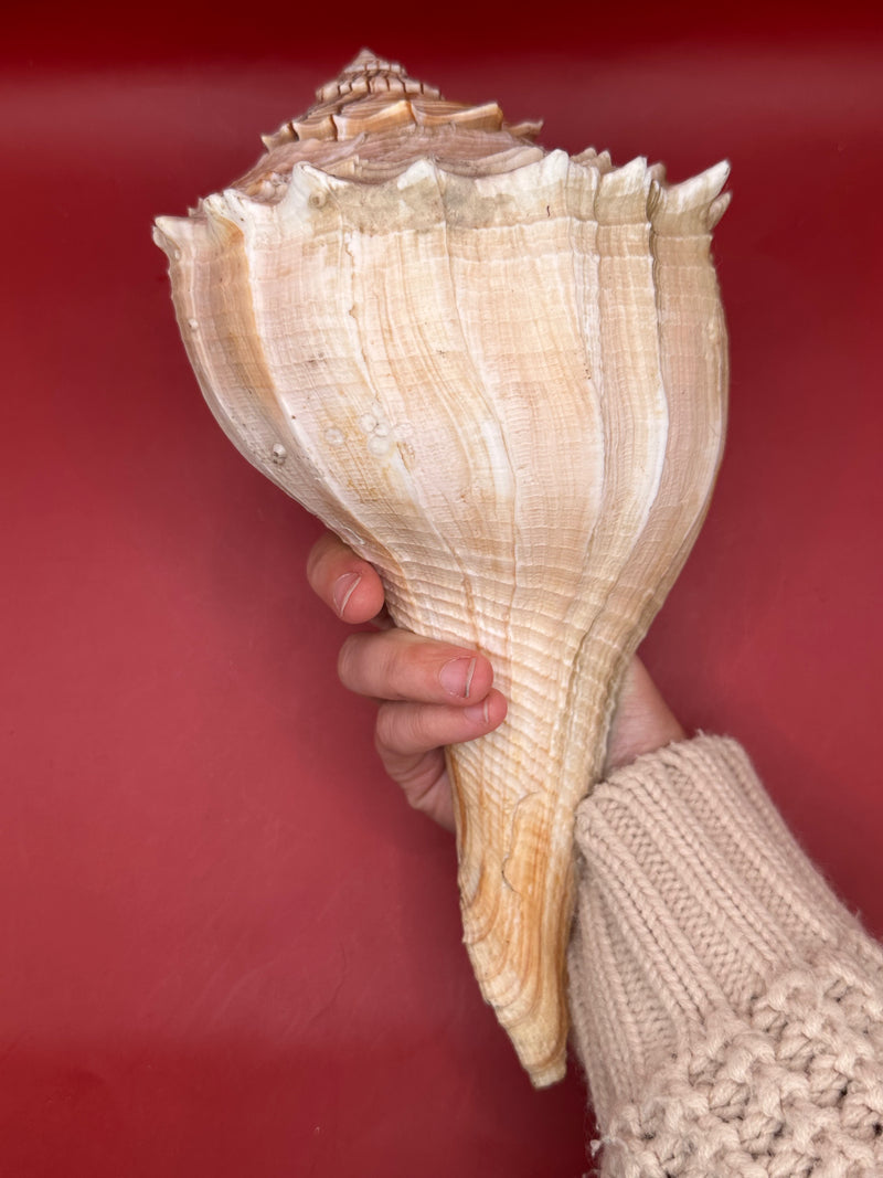 Lightning Whelk shown in hand for scale – coastal home decor