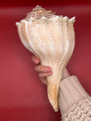 Lightning Whelk shown in hand for scale – coastal home decor