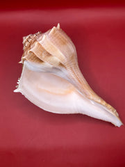 Lightning Whelk interior aperture and lip – display shell 10 inch