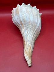 Lightning Whelk 10