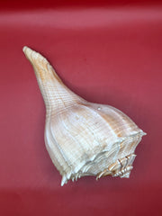 Side profile Lightning Whelk on red background – coastal decor piece