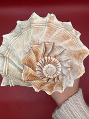 Close-up of Lightning Whelk spiral detail – 10 inch display shell