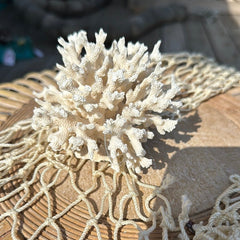 Lace coral specimen with branching texture on netted display - coastal accent decor