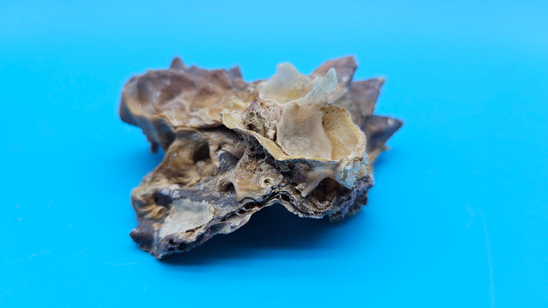 Paired Cockscomb Oyster shells forming sculptural coastal display