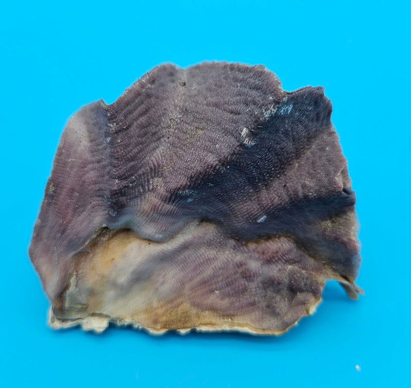 Close-up of miniature Cockscomb Oyster with delicate wave-like edges