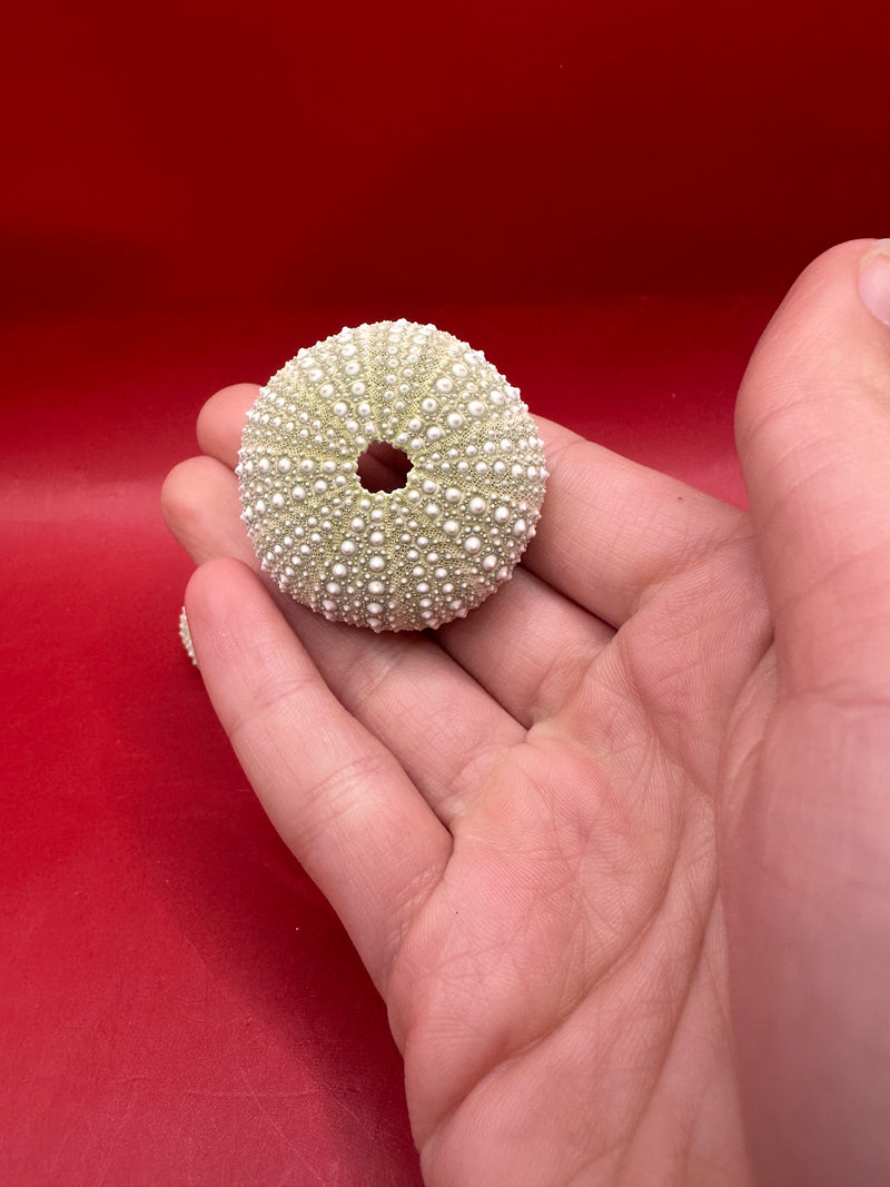 Lytechinus variegatus Sea Urchin Shell Natural Decor – “Lytechinus variegatus sea urchin shell used for coastal display or collection”