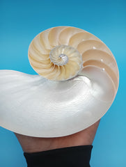 Matching Pearl Nautilus shell halves showing natural chambers