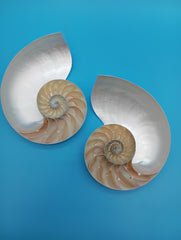 Matching Pearl Nautilus shell halves set with spiral chambers exposed