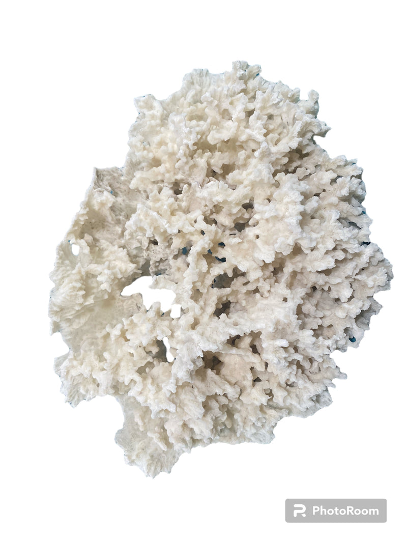 Vintage White Ivory Merulina Coral -  10.5" L x 15.5" W x 6.5"H