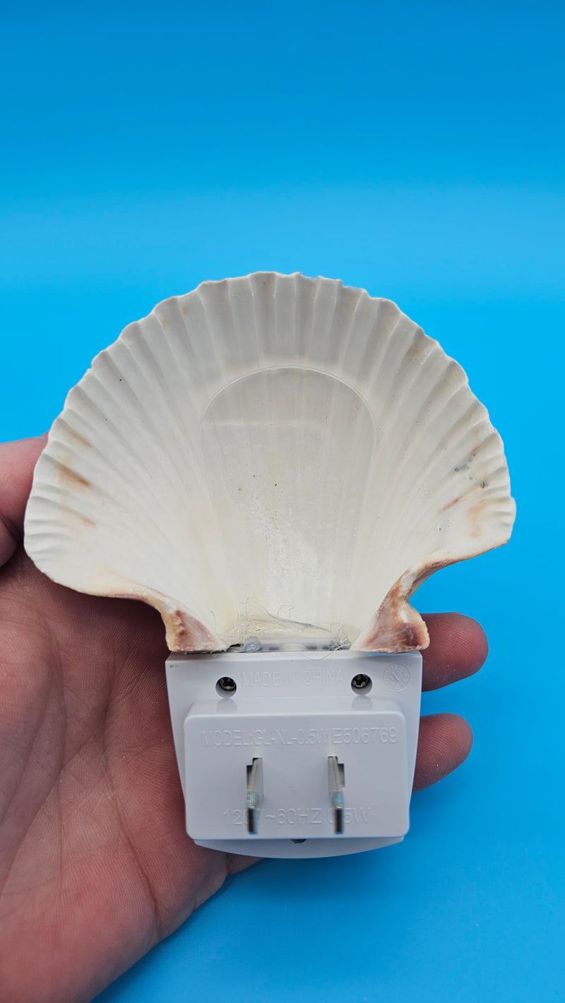 Natural Mexican Cup Shell LED night light – coastal home décor collectible