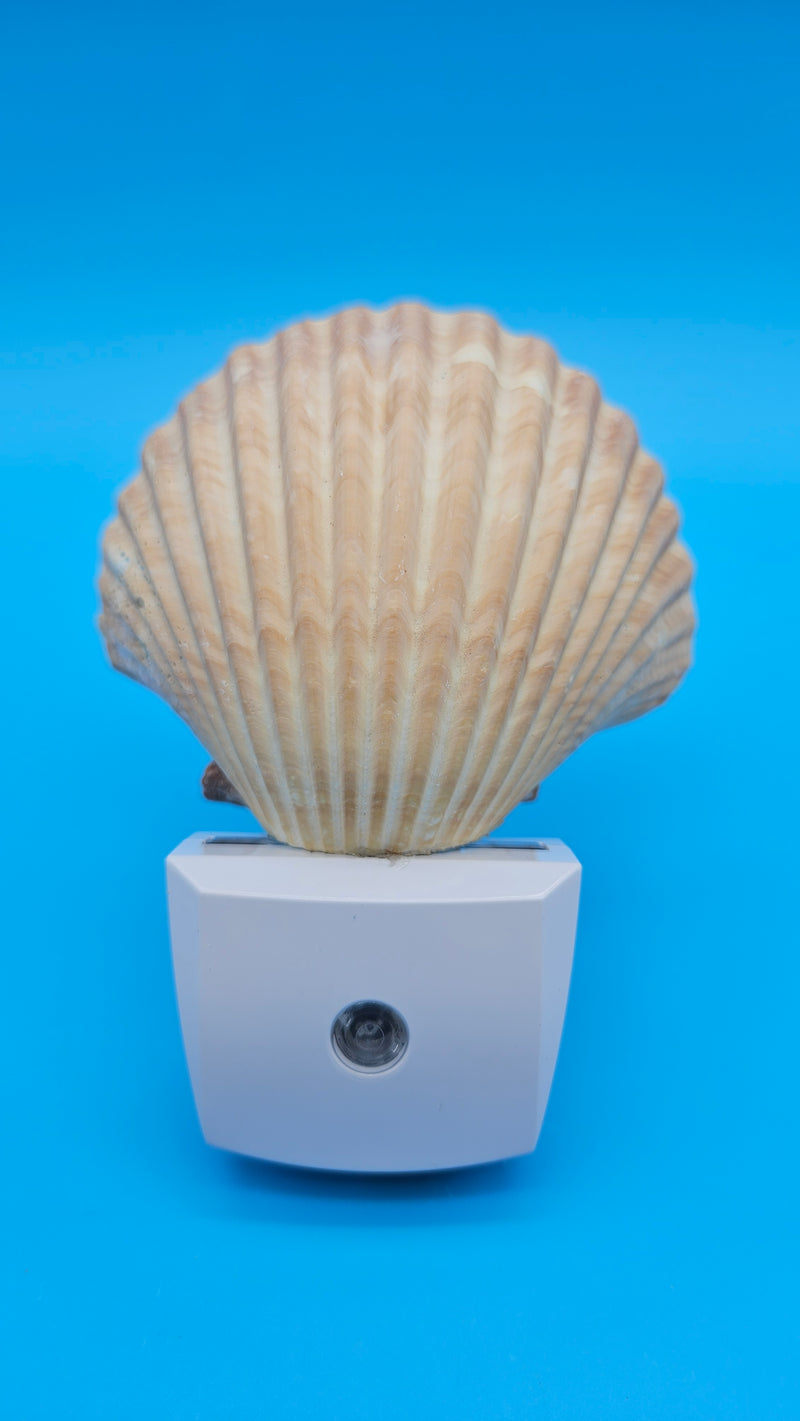 Natural Mexican Cup Shell LED night light – coastal home décor collectible