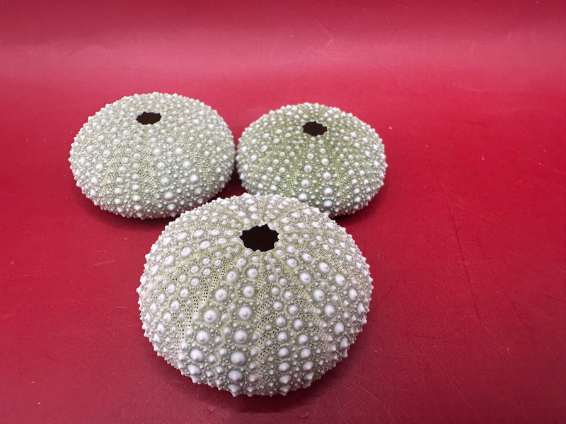 Mexican Green Urchin Natural Coastal Display Shells – “Mexican Green Urchin shells for natural coastal and marine decor”