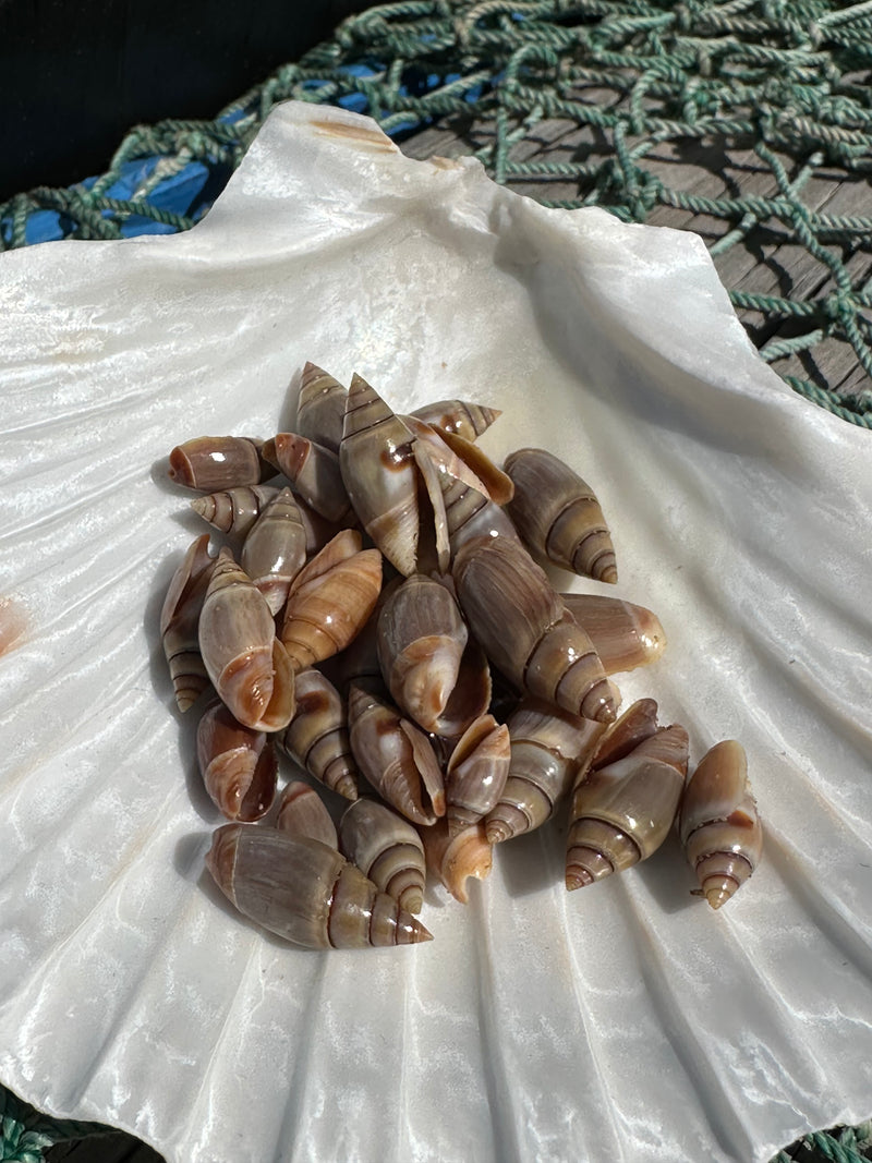A collection of Mini Brown Mexican Olive Shells arranged in a shell on a decorative background.