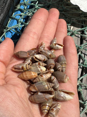 A handful of Mini Brown Mexican Olive Shells held in a person's hand.