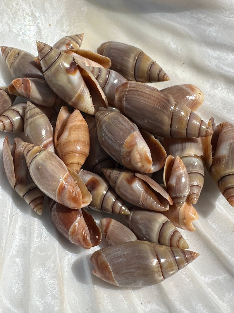 A cluster of Mini Brown Mexican Olive Shells on a decorative shell dish.