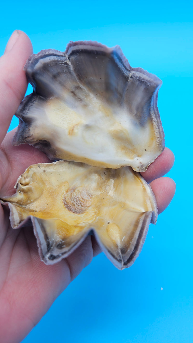 Miniature Cockscomb Oyster shell with lavender waves and smooth tan interior