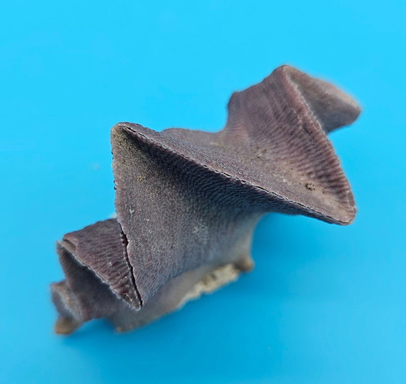 Mini Zigzag Oyster shell with rippled lavender ridges and tan base