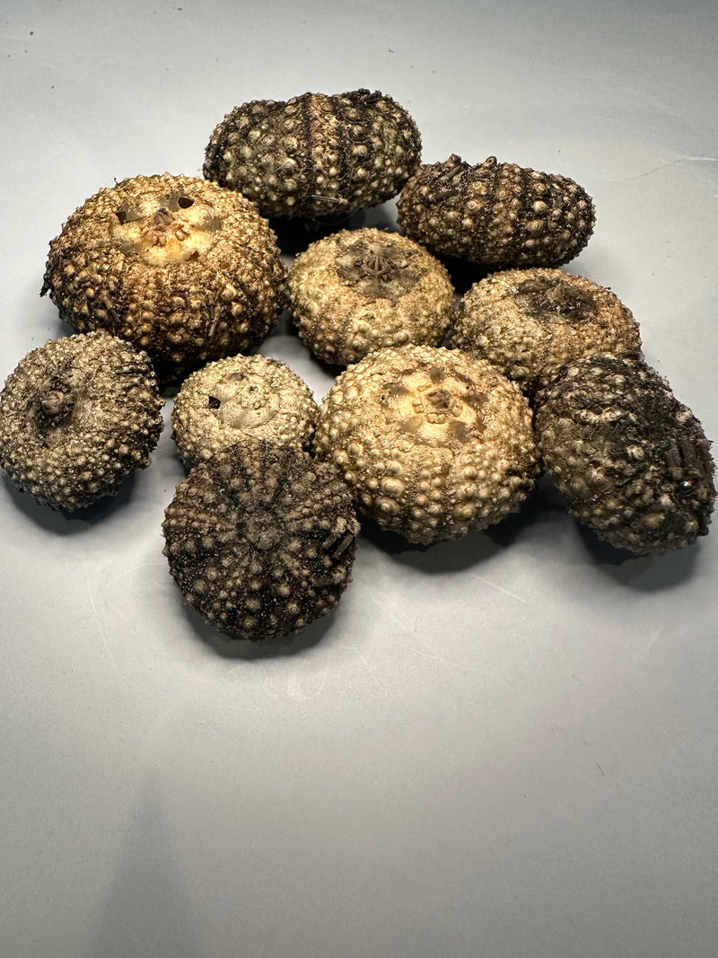 Baby Black sea urchin shells arranged together, featuring a range of earthy hues and spiny textures.