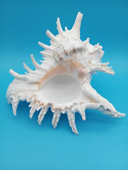 Large Murex Ramosus shell 10.5