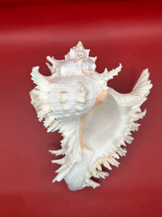 Murex ramosus sitting with aperture up showing spines. 
