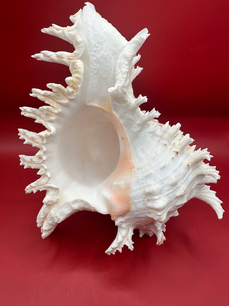 White, pink, and brown murex ramosus standing on spire. 