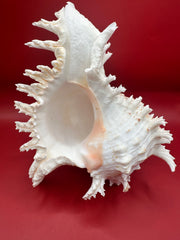 White, pink, and brown murex ramosus standing on spire. 