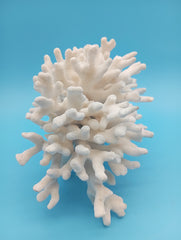Authentic vintage Elkhorn coral showcasing museum-quality natural beauty for collectors and coastal decor enthusiasts