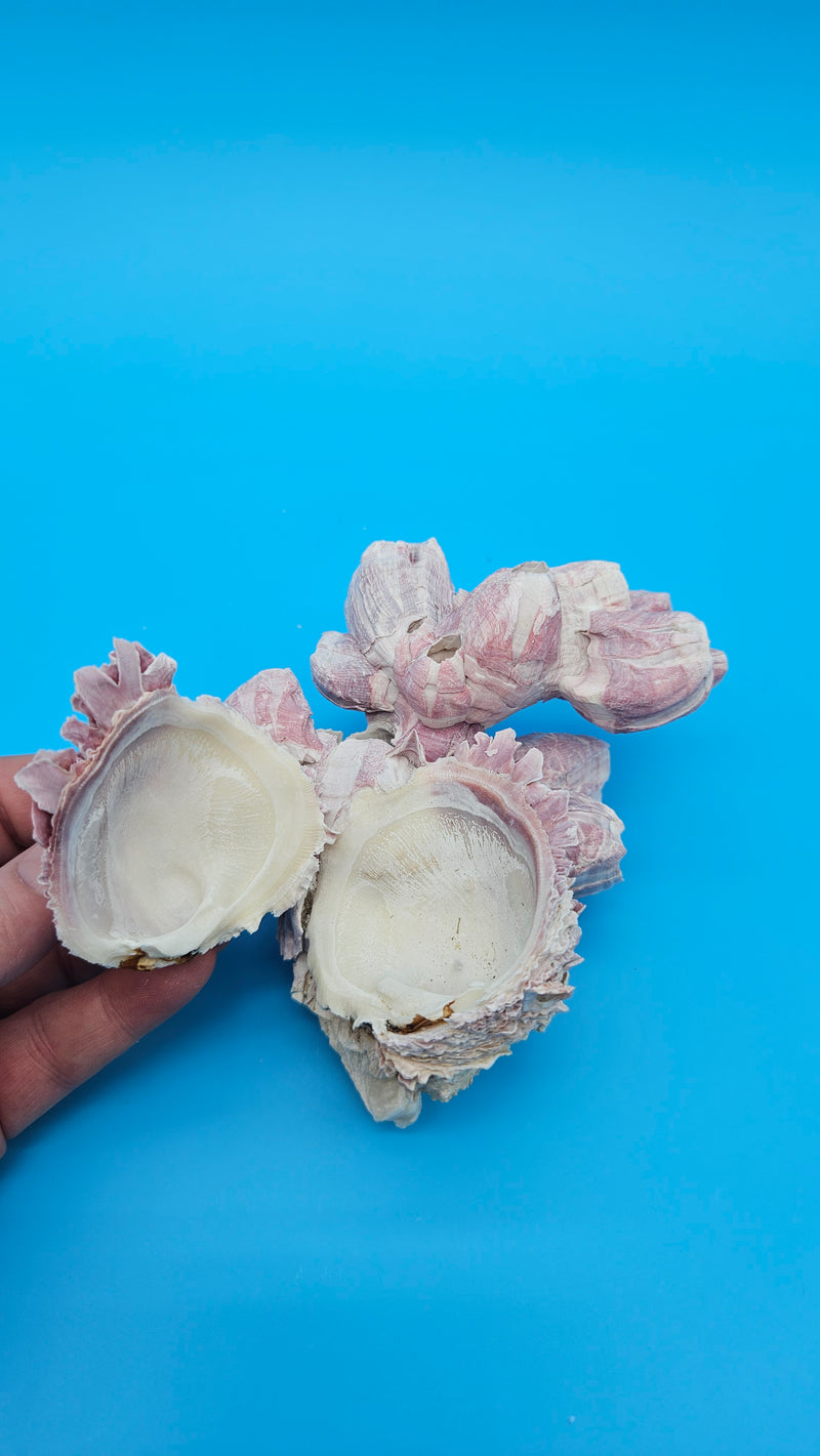 Close-up of barnacle formation with interior of Jewel Box shell visible