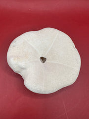 Back view of mutant sea biscuit shell with natural opening