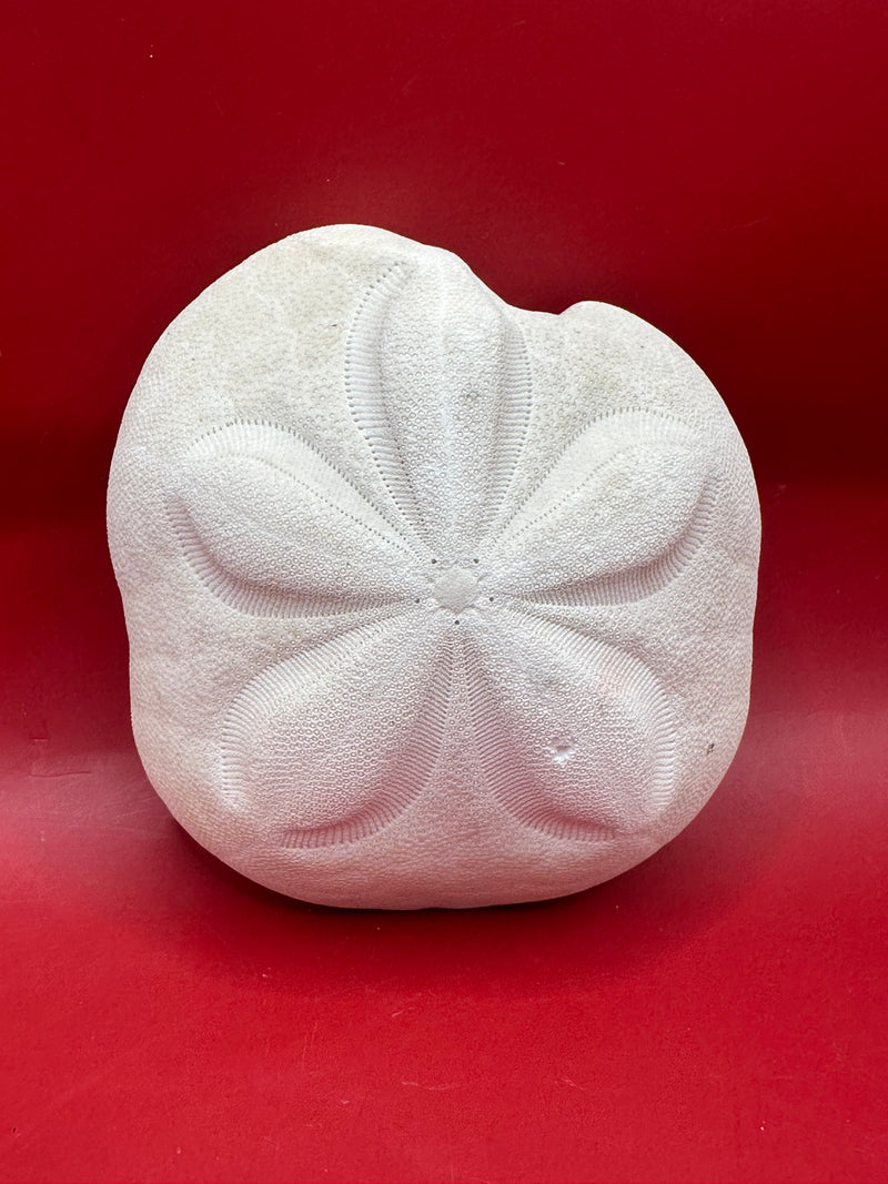 Mutant sea biscuit display shell 3.75" coastal decor – rare natural specimen
