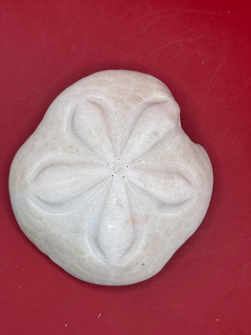 Rare mutant sea biscuit with natural growth mutation top view
