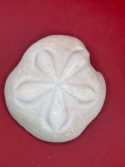 Rare mutant sea biscuit with natural growth mutation top view