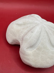 Side angle of mutant sea biscuit showing unique growth formation