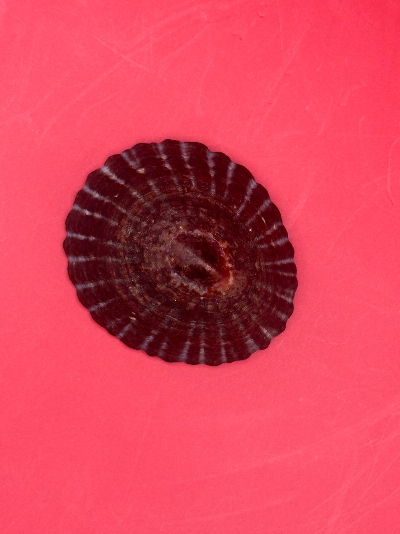 Extra large Nacella magellanica limpet underside – Beagle Channel Argentina