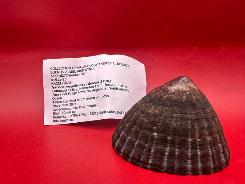 Extra large Nacella magellanica limpet with documentation – Argentina coastal shell