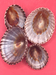 Set of 4  Nacella magellanica limpets – documented shells from Argentina