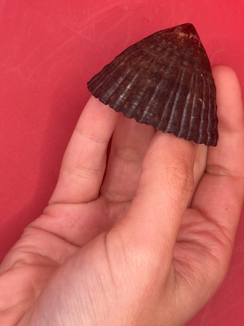 Documented extra large Nacella magellanica limpet – Argentina South Atlantic